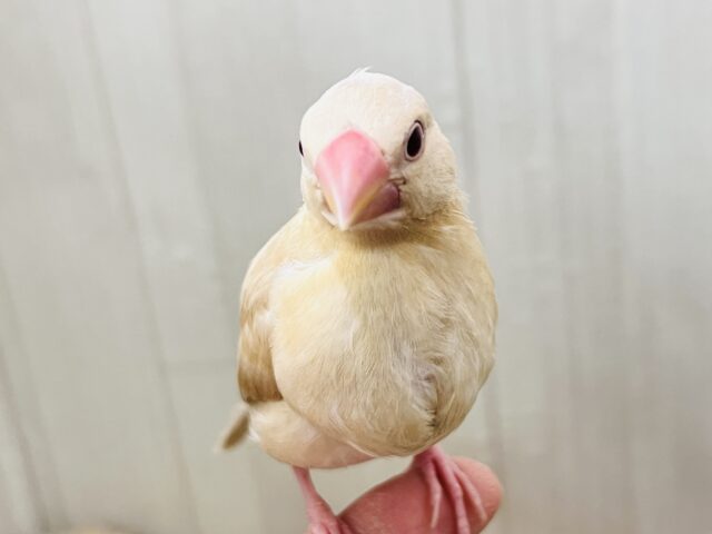 冬はカフェラテにモンブランはいかが？シナモン文鳥☕️