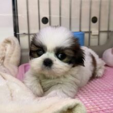 ブレーキはどこへ？愛の突進がとまらないよ🩷シーズーの女のコきました💫