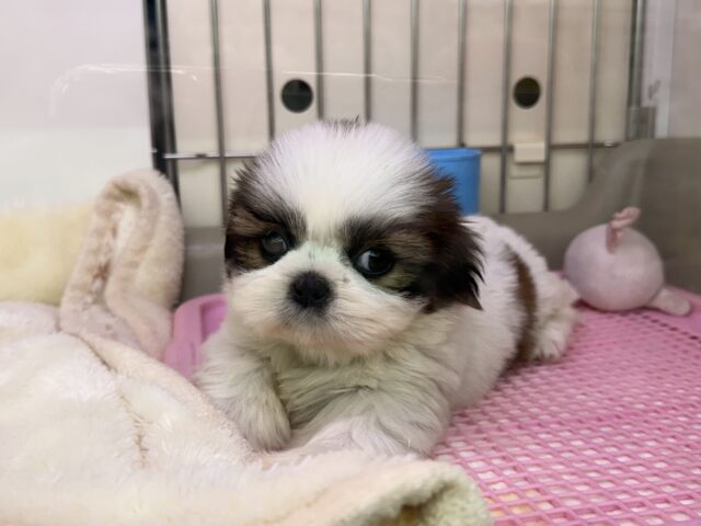 ブレーキはどこへ？愛の突進がとまらないよ🩷シーズーの女のコきました💫