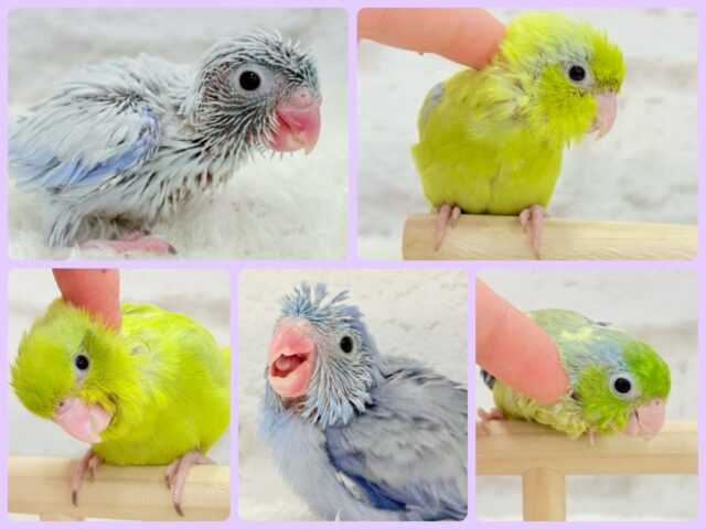 【⋆͛📣期間延長のお知らせ】ちびっ子探検隊🐥🪖🪄おマメちゃんフェア🪇