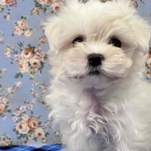 ふわふわの白い天使！マルチーズがやってきた♪