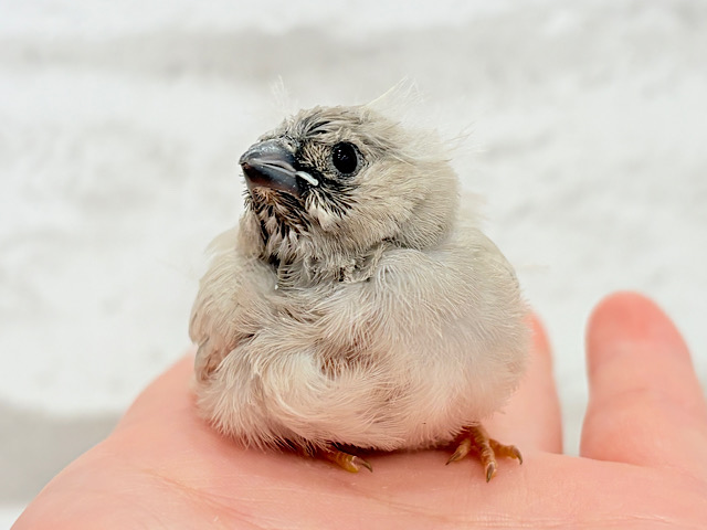 どすこいっ🐣わた毛の天使ちゃん🌾💖ジャンボキンカチョウ(シナモン) ヒナ