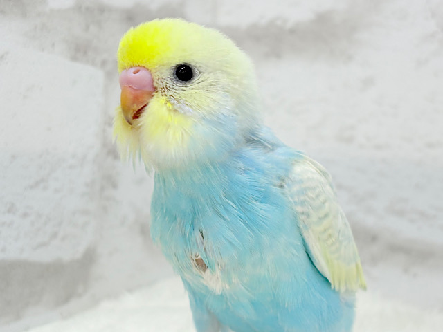 【最新画像更新🪄】甘々コットンキャンディー🍬🫧セキセイインコ(パステルレインボー) ヒナ