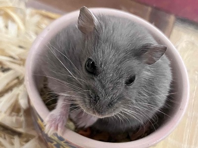 上品なカラーは魅力抜群！ロシアンブルーハムスター入舎