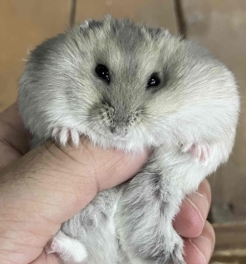 僕と契約して、飼い主になってよ！　サファイアハムちゃんご紹介