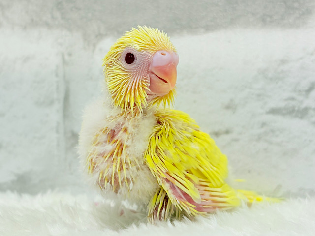 まっきっきーのヒヨコちゃん🐣💛セキセイインコ(ルチノー) ヒナ