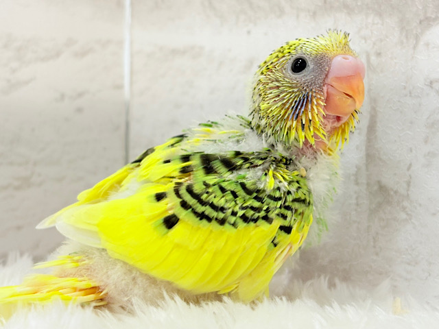 ちょこんと寝癖の可愛い子♡セキセイインコ(パイド) ヒナ