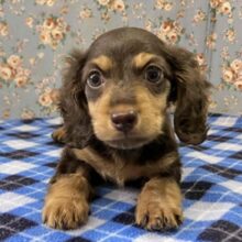 ちょっぴりマッチョ⁉むちむちカニンヘンダックスデビューこのこ