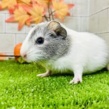 真っ白新雪にキラッとシルバー✨　イングリッシュモルモット