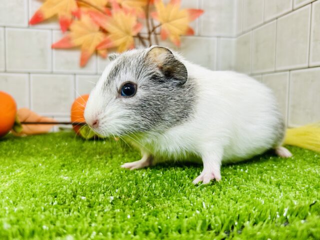 真っ白新雪にキラッとシルバー✨　イングリッシュモルモット