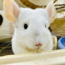 ✨最新画像✨もふっと白ちゃん🤍チンチラ(パイド)女の子 2022年10月生まれ