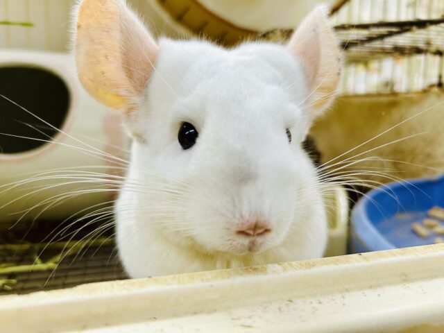 ✨最新画像✨もふっと白ちゃん🤍チンチラ(パイド)女の子 2022年10月生まれ