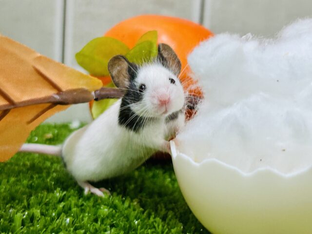 小さなマウスの一冬の大冒険！　パンダマウス