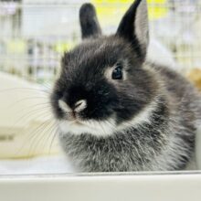 コロコロの甘えん坊♪♪　ネザーランドドワーフ