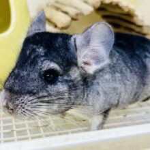 グイグイ練習中！　ボクってかわいい？？　チンチラ