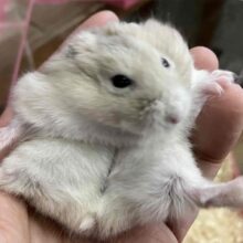 やさしい色合いと人懐っこさが魅力💖イエロージャンガリアンくん