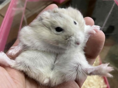 やさしい色合いと人懐っこさが魅力💖イエロージャンガリアンくん