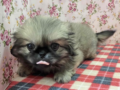 歩くぬいぐるみ⁉フォーンカラーのペキニーズ入舎！