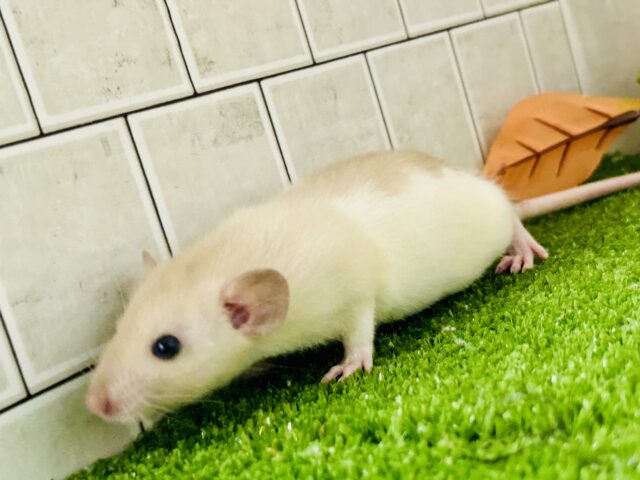 激あまミルクティー☕　ファンシーラット