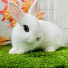 右と左で別のウサギちゃんみたい？？　ドワーフホト