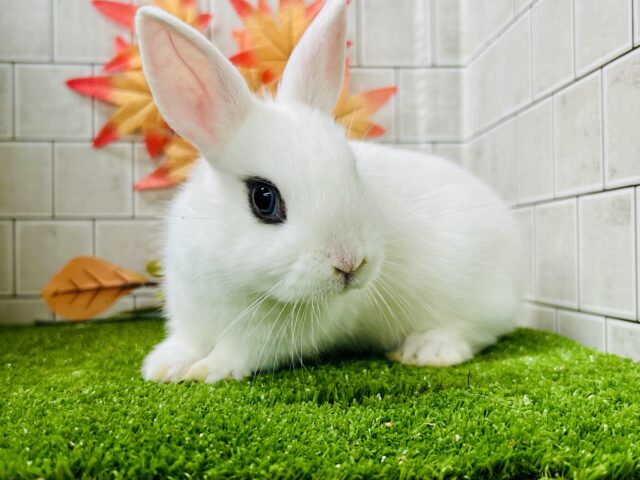 右と左で別のウサギちゃんみたい？？　ドワーフホト