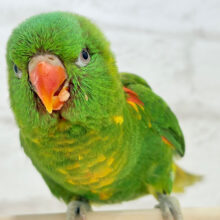 【最新画像・動画更新🪄】🦜初入舎.*･ﾟ遊んで食べて大忙し！！コセイガイインコ