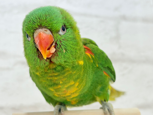 【最新画像・動画更新🪄】🦜初入舎.*･ﾟ遊んで食べて大忙し！！コセイガイインコ