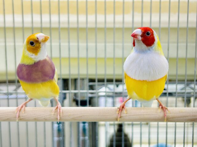 ちょっとレアフィンチペア♪　今回は黄色✨　コキンチョウ