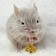 たくさん食べて大きくなるゾ‪☆デグー(シルバー)女の子