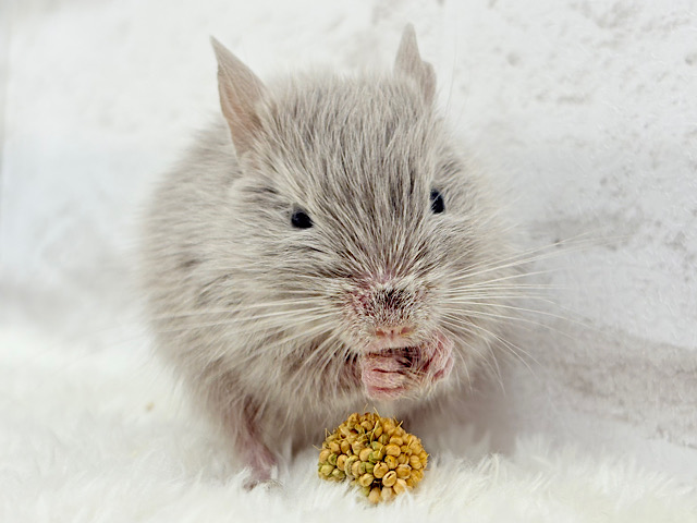 たくさん食べて大きくなるゾ‪☆デグー(シルバー)女の子