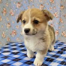 フレンドリーなわんこはいかが？✨ウェルシュ・コーギー入舎💖