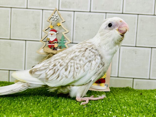 【最新画像更新☆】セピアにきらり✧*｡ココ懐日和🥥💭❕オカメインコ(WFシナモンパールパイド/2025年10月下旬生まれ)