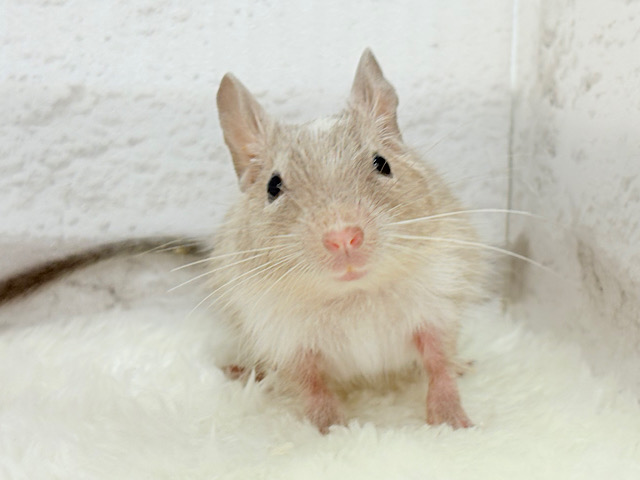 お話聞くのが好きなんだっ♬*°デグー(パイド) 女の子