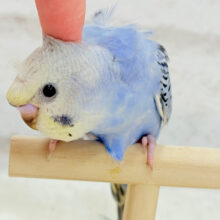 【最新画像更新🪄ひとり餌になりました‪☆】カッパさんみたいな頭に注目🐣🌀セキセイインコ(イエローフェイスオパーリン) ヒナ