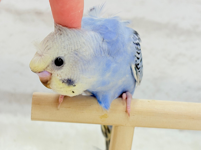 【最新画像更新🪄ひとり餌になりました‪☆】カッパさんみたいな頭に注目🐣🌀セキセイインコ(イエローフェイスオパーリン) ヒナ