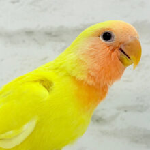 【最新画像・動画更新🪄】みんなを照らす太陽さん🌻☀️𓈒𓏸コザクラインコ(ルチノー) ヒナ