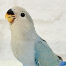 【最新画像・動画更新🪄】広くて深い海みたい🐣🌊コザクラインコ(ブルー) ヒナ