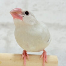 【最新画像更新🪄ひとり餌になりました‪☆】おめめきらきらワクワクさん🌍✨シルバー文鳥 ヒナ