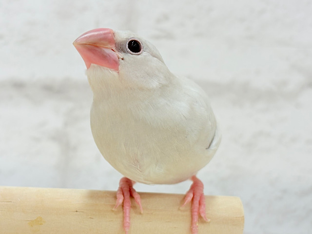 【最新画像更新🪄ひとり餌になりました‪☆】おめめきらきらワクワクさん🌍✨シルバー文鳥 ヒナ