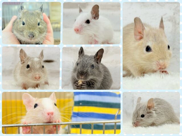 【延長決定！！！】🌿🐭デグーフェア🥜始まるよー！！！