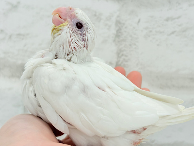 【最新画像更新🪄】未来が楽しみ♬*°うぶうぶちゃん🐣💗オカメインコ(ピュアホワイト) ヒナ