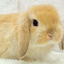 まんまるフェイスが魅力的♡ホーランドロップ(オレンジ) 男の子