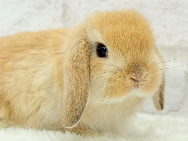 まんまるフェイスが魅力的♡ホーランドロップ(オレンジ) 男の子