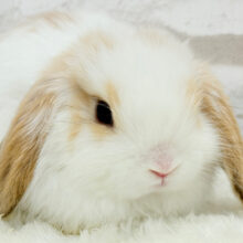 ふわふわマシュマロちゃん🐰🍬ホーランドロップ(オレンジブロークン) 女の子