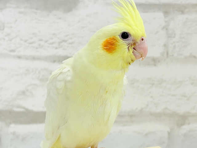 【最新画像更新🪄もうすぐひとり餌‪☆】もこもこちゃん🐣💭オカメインコ(ルチノー) ヒナ