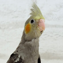 やっぱり定番色だよね‪☆オカメインコ(ノーマル) ヒナ