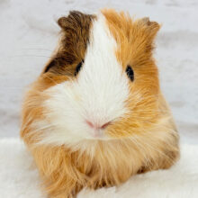 【最新画像更新🪄】可愛すぎてる…💖サラツヤヘアー🐹🌿シェルティモルモット(女の子)