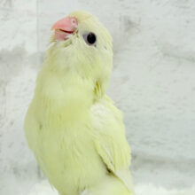 【最新画像更新🪄】ピーポポポ♬優しい音色のクリームちゃん🐣💛サザナミインコ(クリームイノ) ヒナ