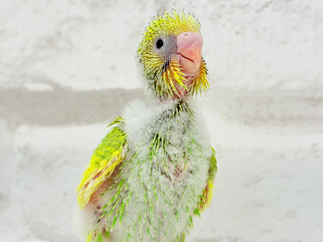 元気モリモリ‪☆若葉ちゃん🐣🌱セキセイインコ(パイド) ヒナ
