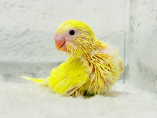 太陽みたいなキラキラちゃん🐣💛セキセイインコ(ルチノー) ヒナ